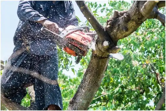 tree services Shenandoah Retreat